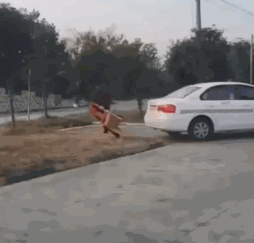 “科目一挂了33次，教练说我未来可期”199 / 作者:儿时的回忆 / 帖子ID:292878