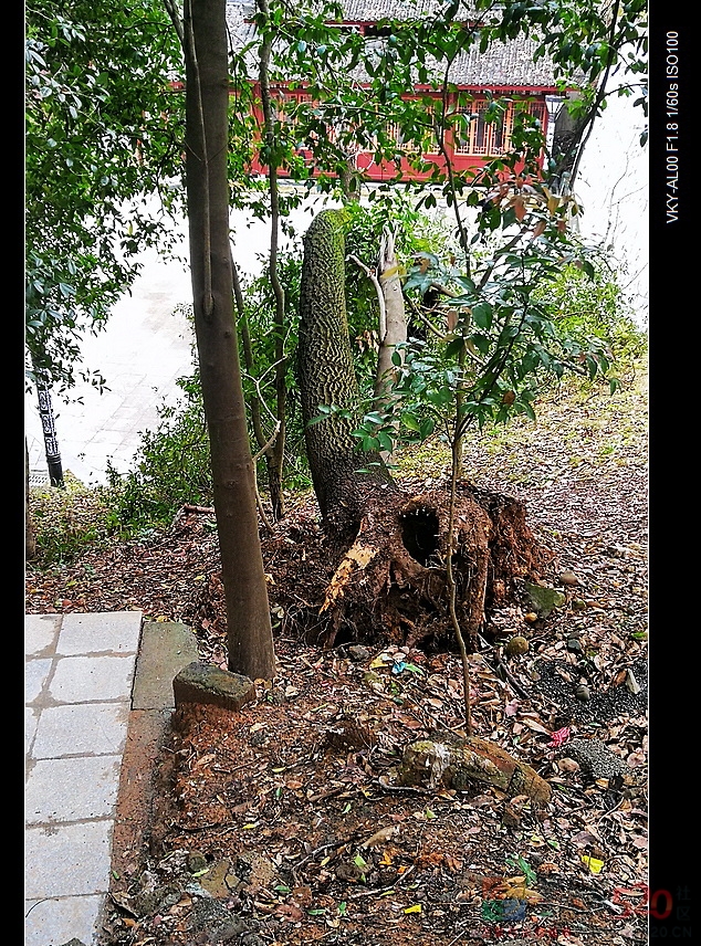 刮风下雨天请远离歪、斜、枯大树。341 / 作者:平安大叔 / 帖子ID:292974