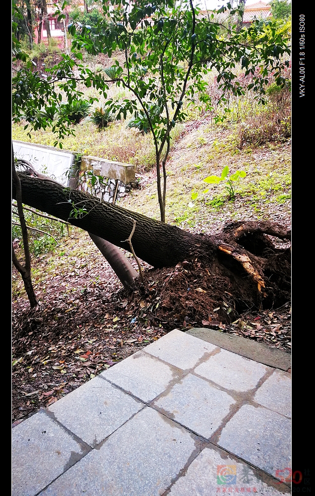 刮风下雨天请远离歪、斜、枯大树。417 / 作者:平安大叔 / 帖子ID:292974