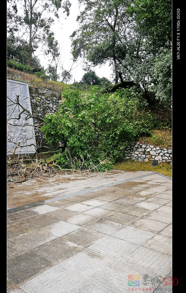 刮风下雨天请远离歪、斜、枯大树。117 / 作者:平安大叔 / 帖子ID:292974