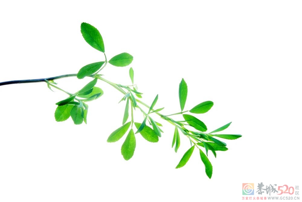 3 月必吃的 7 种蔬菜，补钙还通便，错过又要等一年681 / 作者:健康小天使 / 帖子ID:293599