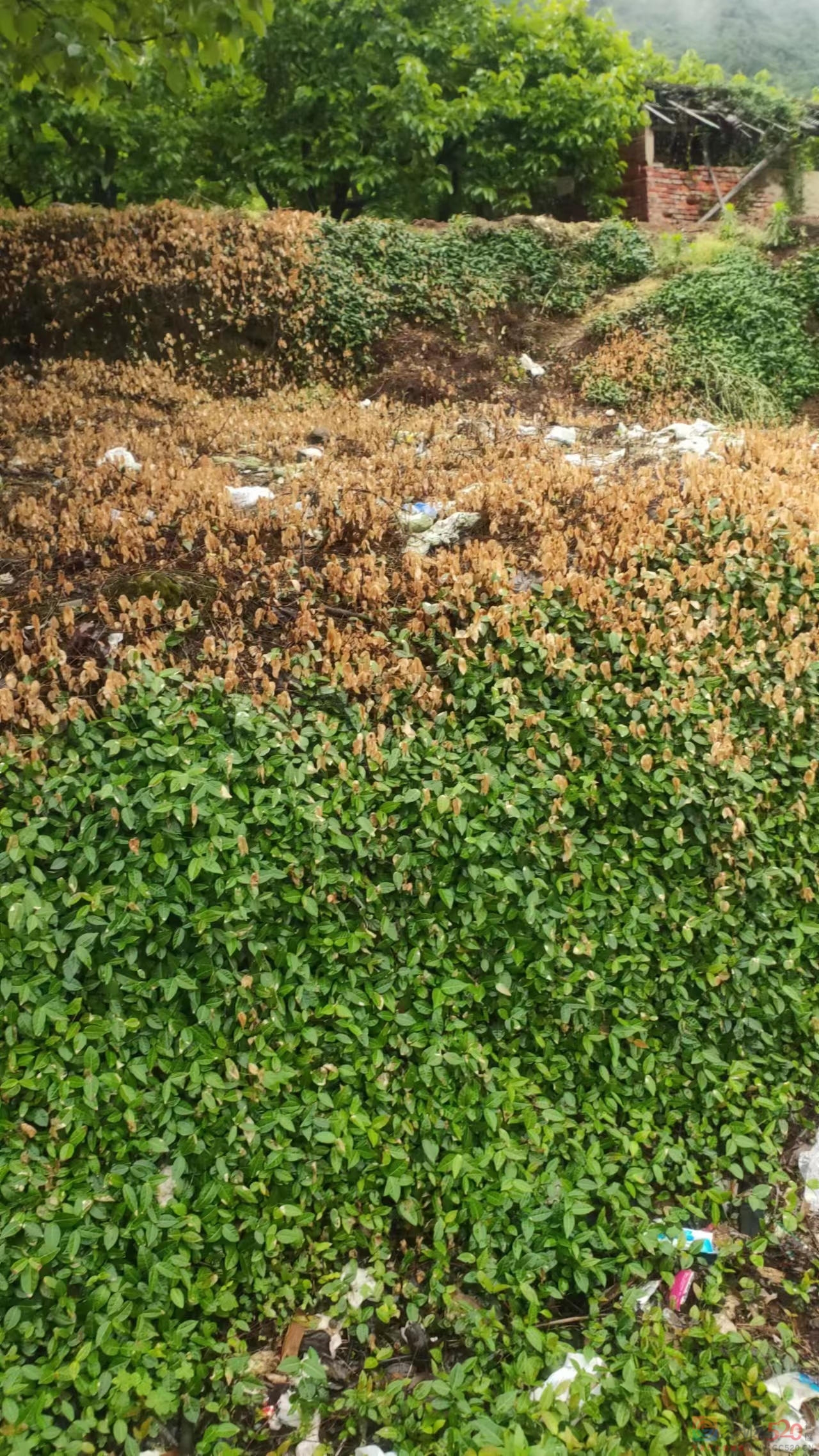 代网友转发：独石村乱扔垃圾的问题一直没能处理677 / 作者:gooobooo / 帖子ID:294630
