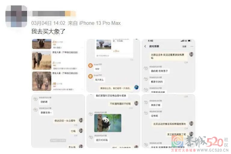 到底是哪些大冤种，在网上买野生大象？141 / 作者:儿时的回忆 / 帖子ID:294706