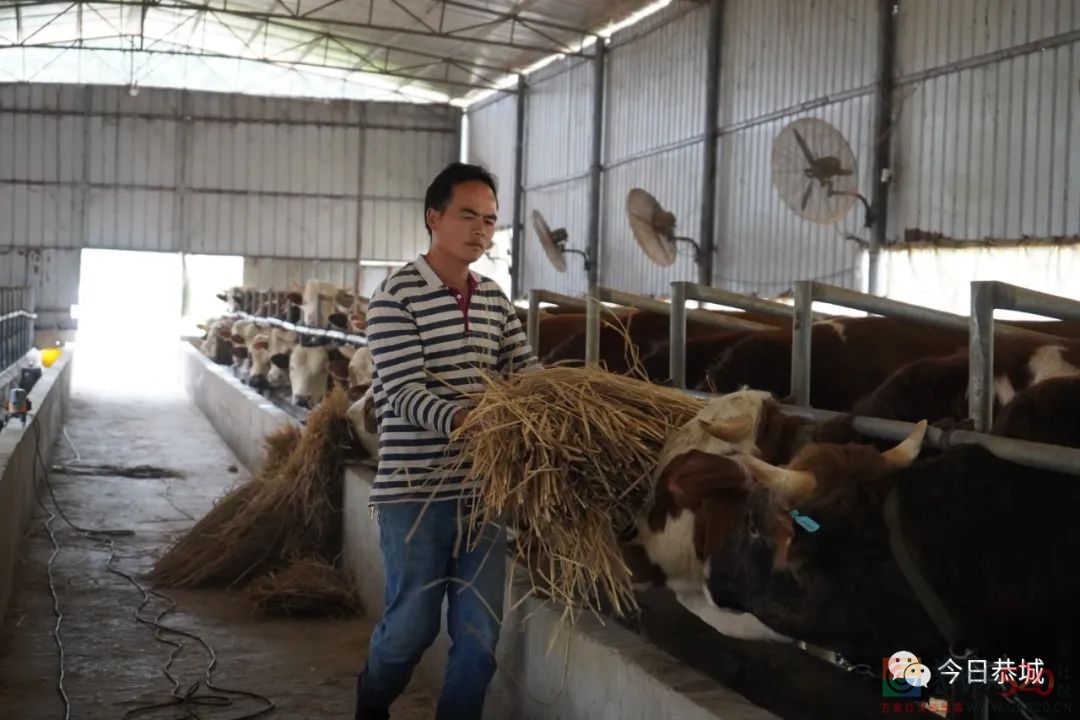 肉牛养殖带动村集体经济“牛”起来613 / 作者:论坛小编01 / 帖子ID:294755