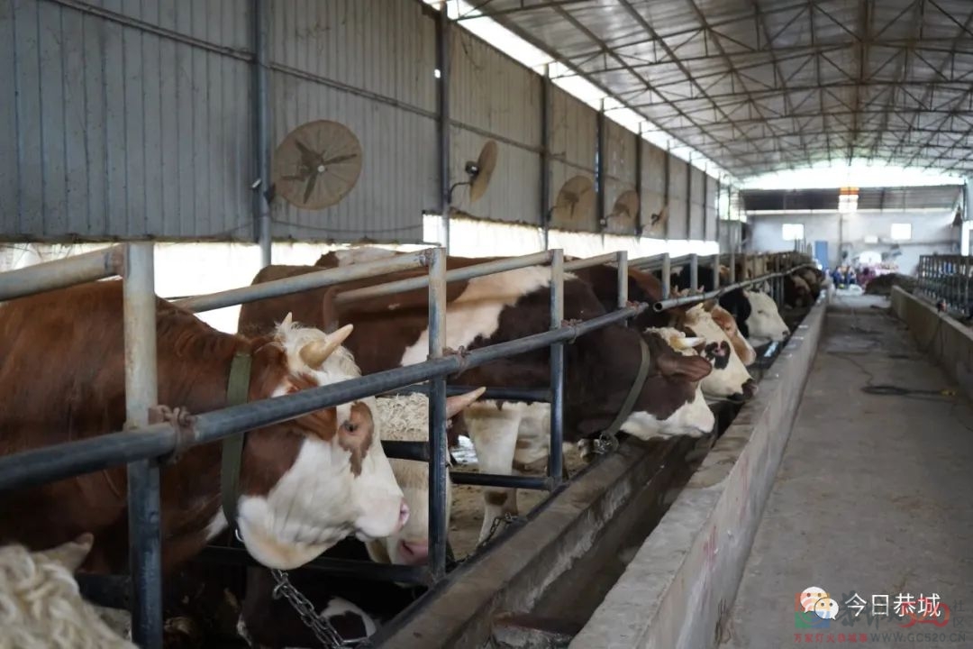 肉牛养殖带动村集体经济“牛”起来960 / 作者:论坛小编01 / 帖子ID:294755