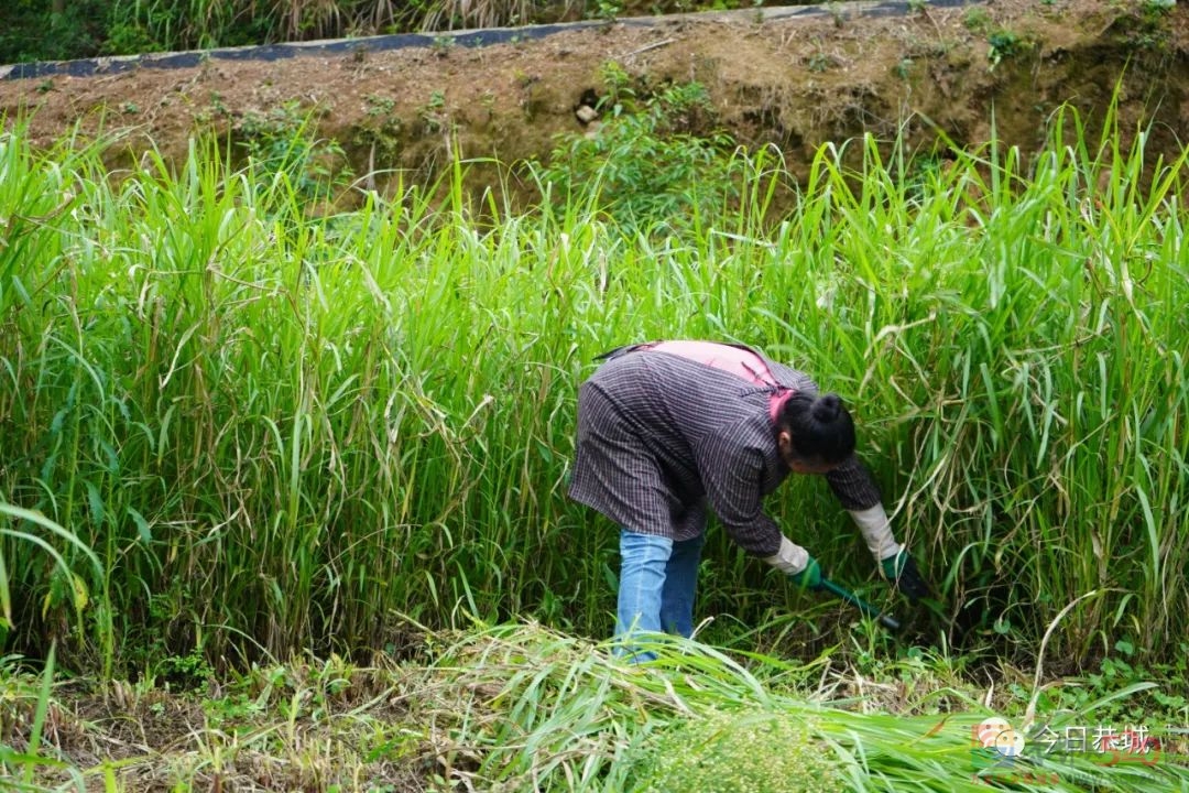 肉牛养殖带动村集体经济“牛”起来696 / 作者:论坛小编01 / 帖子ID:294755