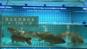 听说这种深山冷水鱼上广西卫视了，大家吃过吗？0 / 作者:论坛小编01 / 帖子ID:295037