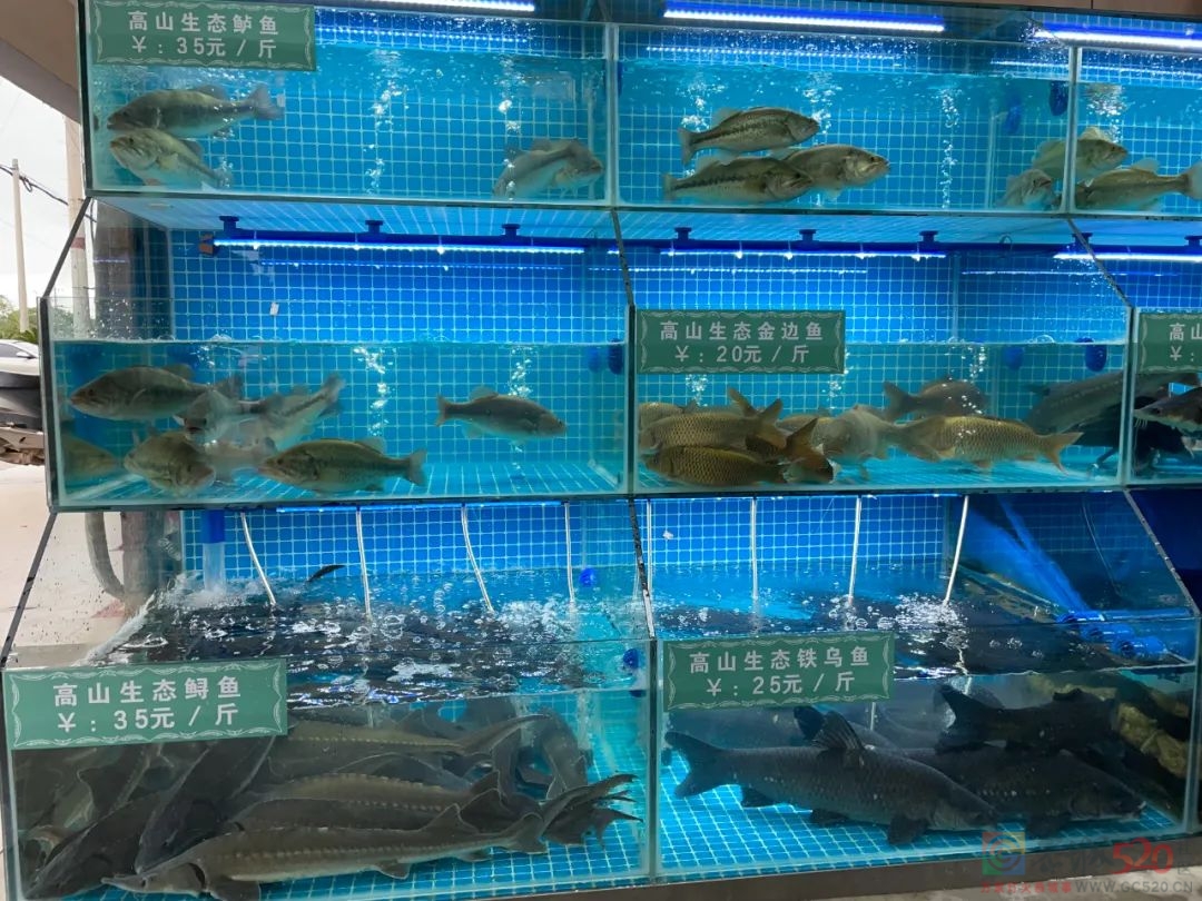 听说这种深山冷水鱼上广西卫视了，大家吃过吗？611 / 作者:论坛小编01 / 帖子ID:295037