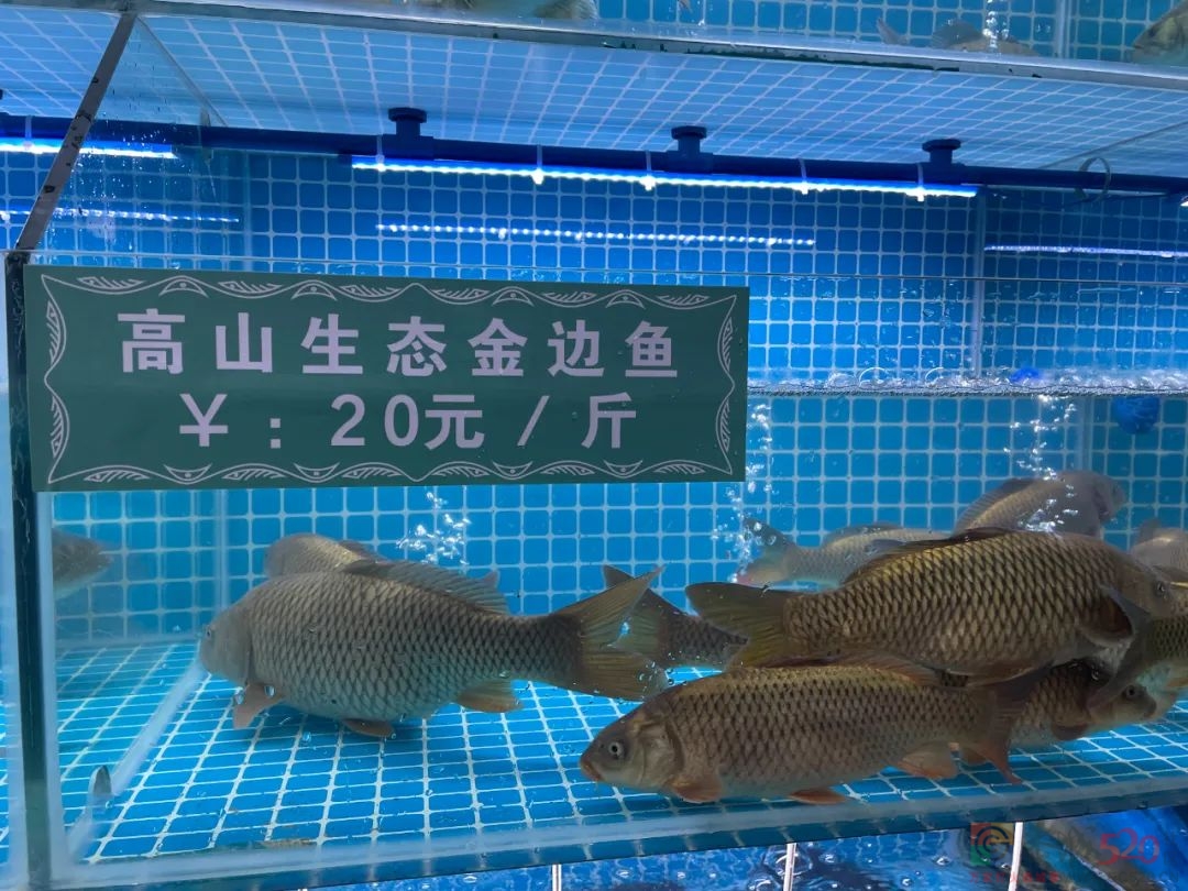 听说这种深山冷水鱼上广西卫视了，大家吃过吗？530 / 作者:论坛小编01 / 帖子ID:295037