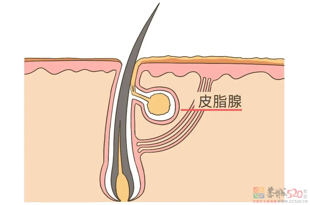 今天没出汗，可以不洗澡吗？237 / 作者:健康小天使 / 帖子ID:295717