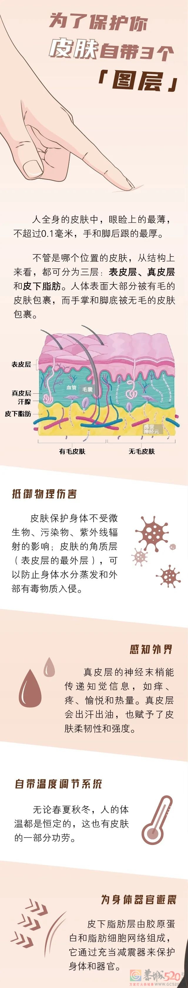 人体最大的器官，每天为你抵御一万点伤害846 / 作者:健康小天使 / 帖子ID:295743