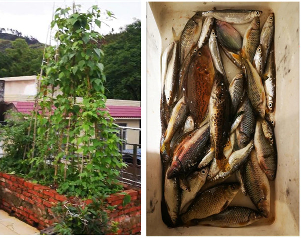 《学会种菜和钓鱼技能，又有菜来又有肉想饿死都蛮难！》953 / 作者:MDG / 帖子ID:295752