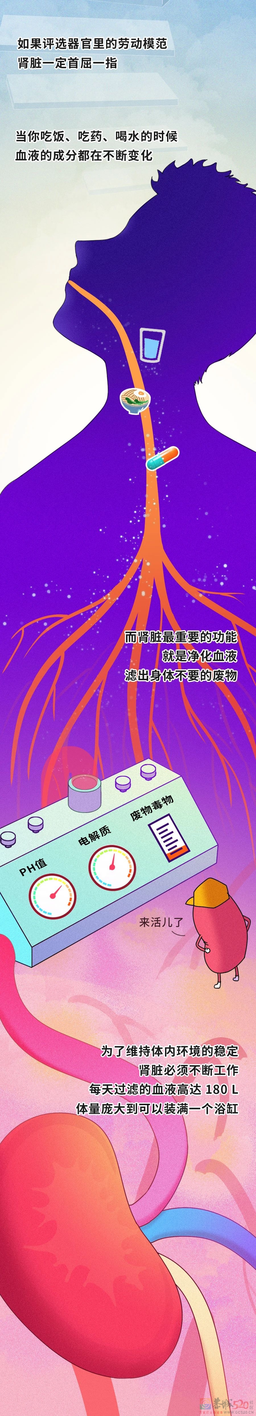 透支的肾，是补不回来的！163 / 作者:健康小天使 / 帖子ID:295961