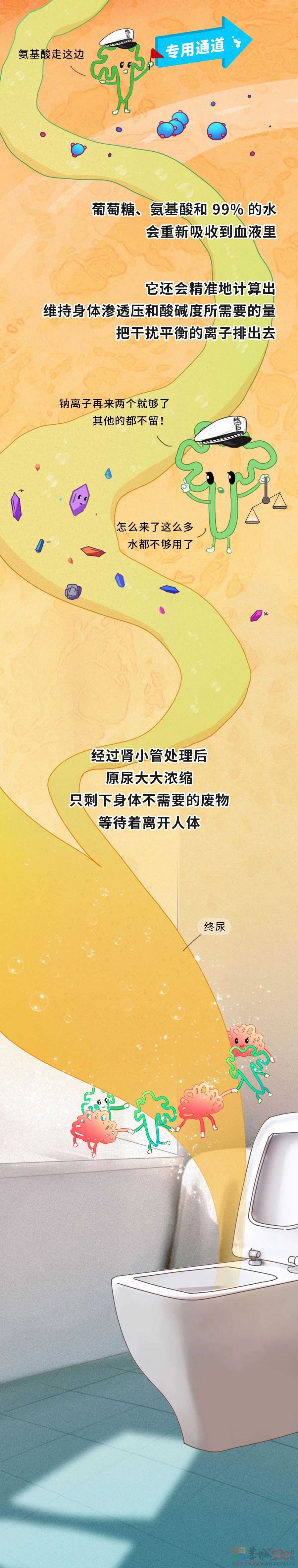 透支的肾，是补不回来的！968 / 作者:健康小天使 / 帖子ID:295961