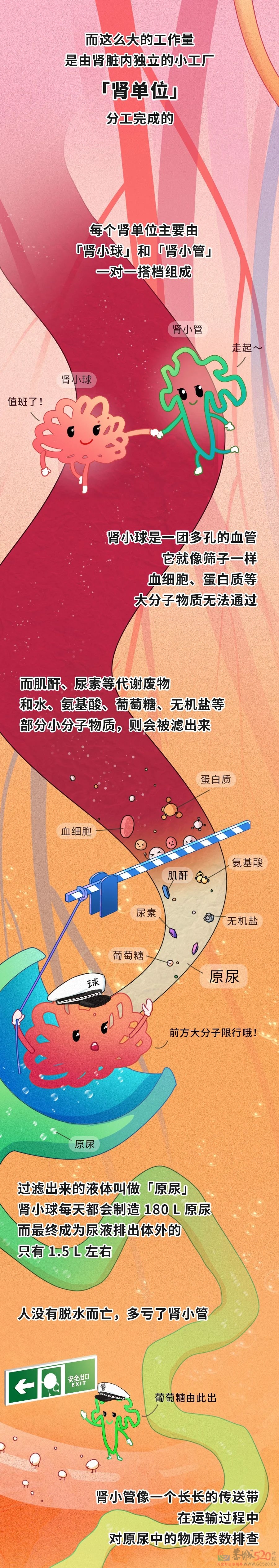 透支的肾，是补不回来的！911 / 作者:健康小天使 / 帖子ID:295961