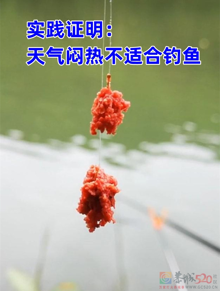 《实践证明天气闷热不适合钓鱼啊！》355 / 作者:MDG / 帖子ID:296055