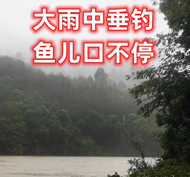 《男子大雨中野外大河垂钓，鱼儿疯狂口不停》162 / 作者:MDG / 帖子ID:296457