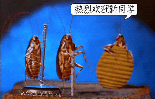 听说，鞋底踩蟑螂会“越踩越多”？如果踩死了一定这样处理94 / 作者:健康小天使 / 帖子ID:296749