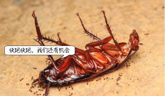 听说，鞋底踩蟑螂会“越踩越多”？如果踩死了一定这样处理18 / 作者:健康小天使 / 帖子ID:296749