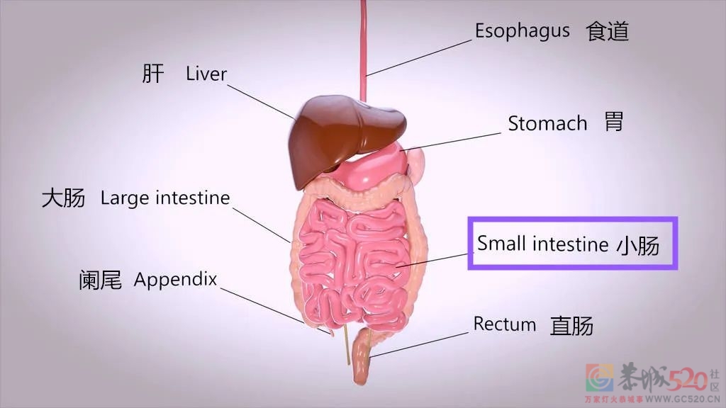 有种肠病连胃肠镜都“看”不到，8个异常要警惕411 / 作者:健康小天使 / 帖子ID:298275