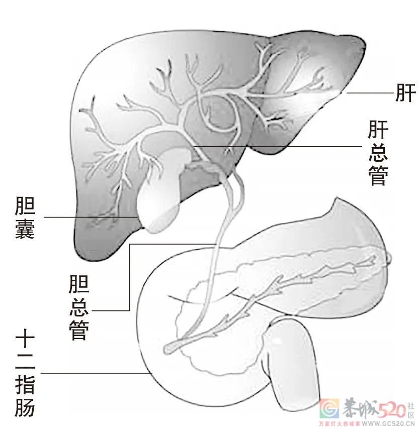 这个部位仅几厘米长，却是人体「事故高发路段」331 / 作者:健康小天使 / 帖子ID:298648