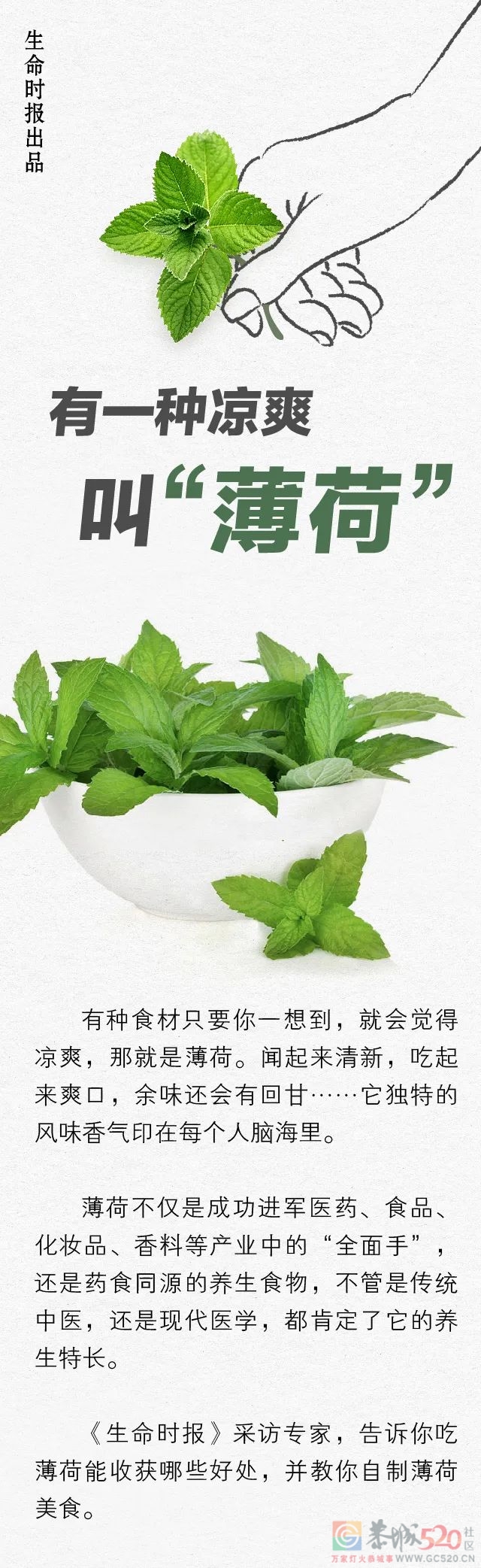 一直被你当配料的「薄荷」，是中医眼里的好药材818 / 作者:健康小天使 / 帖子ID:299107