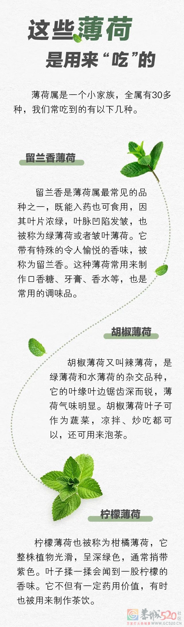 一直被你当配料的「薄荷」，是中医眼里的好药材668 / 作者:健康小天使 / 帖子ID:299107