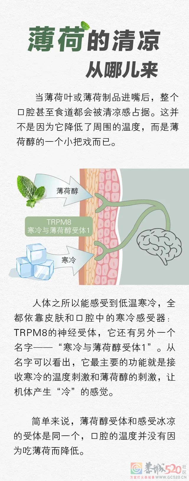 一直被你当配料的「薄荷」，是中医眼里的好药材526 / 作者:健康小天使 / 帖子ID:299107