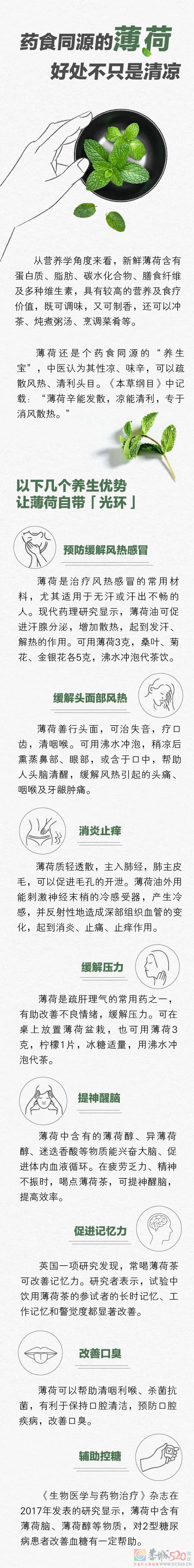 一直被你当配料的「薄荷」，是中医眼里的好药材743 / 作者:健康小天使 / 帖子ID:299107