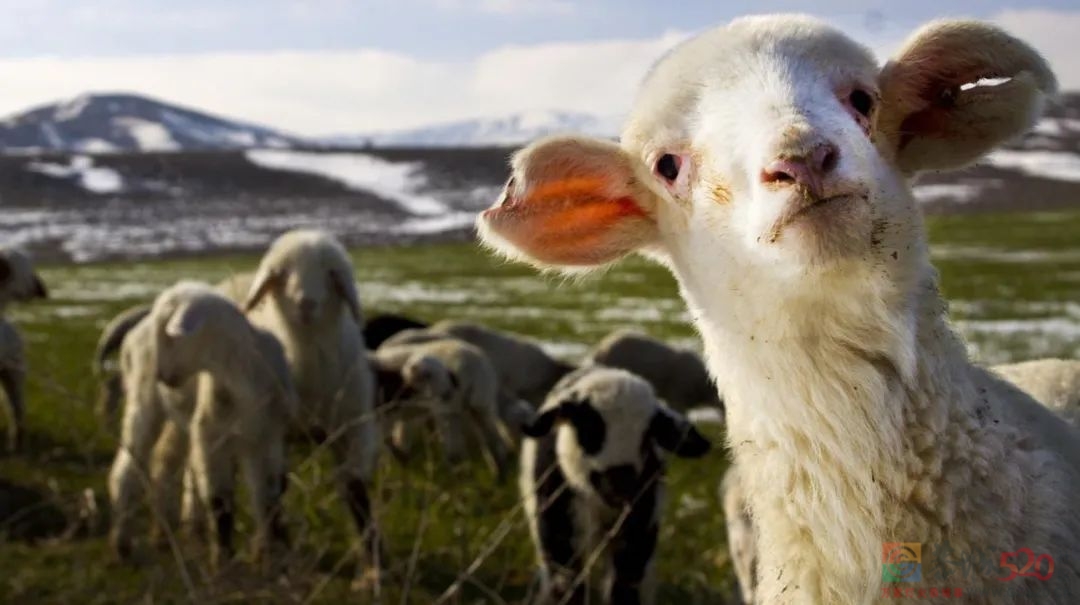 《羊了个羊》的瘾，藏在鄙视链里229 / 作者:儿时的回忆 / 帖子ID:299478