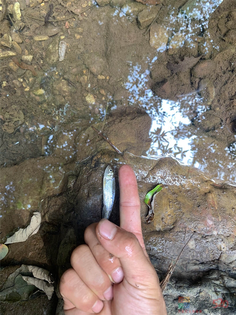 昨天有人在朝川村水源毒鱼，今天消防队来送水了331 / 作者:闲不住a / 帖子ID:299564