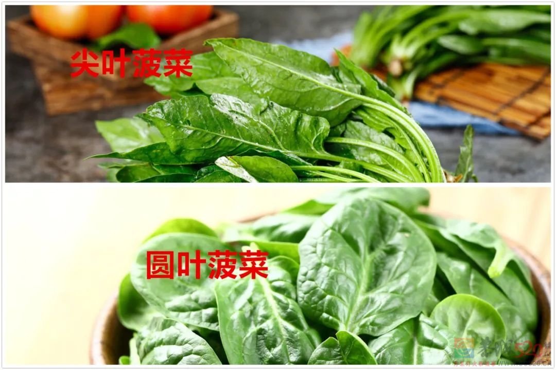 中国种出全球90%的菠菜！它的营养被人们“低估”了974 / 作者:健康小天使 / 帖子ID:299764