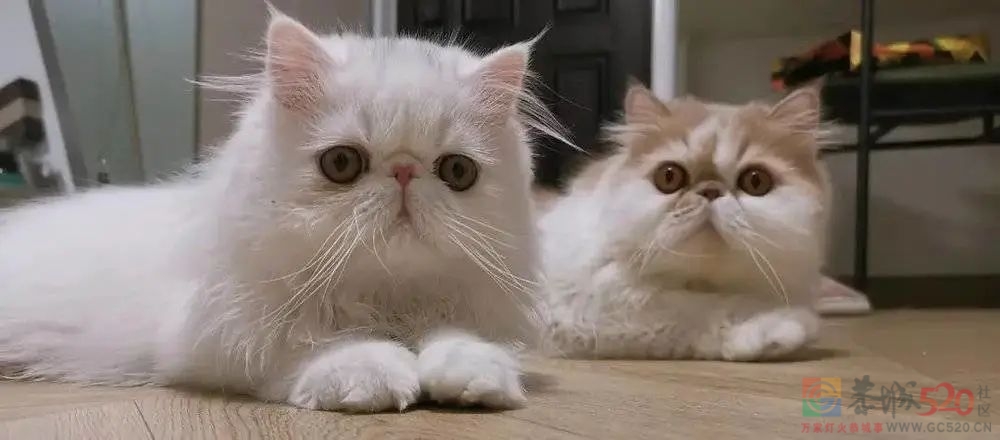 年轻人假期搞钱上瘾：当伴娘每场400，喂猫一周赚500043 / 作者:儿时的回忆 / 帖子ID:299984