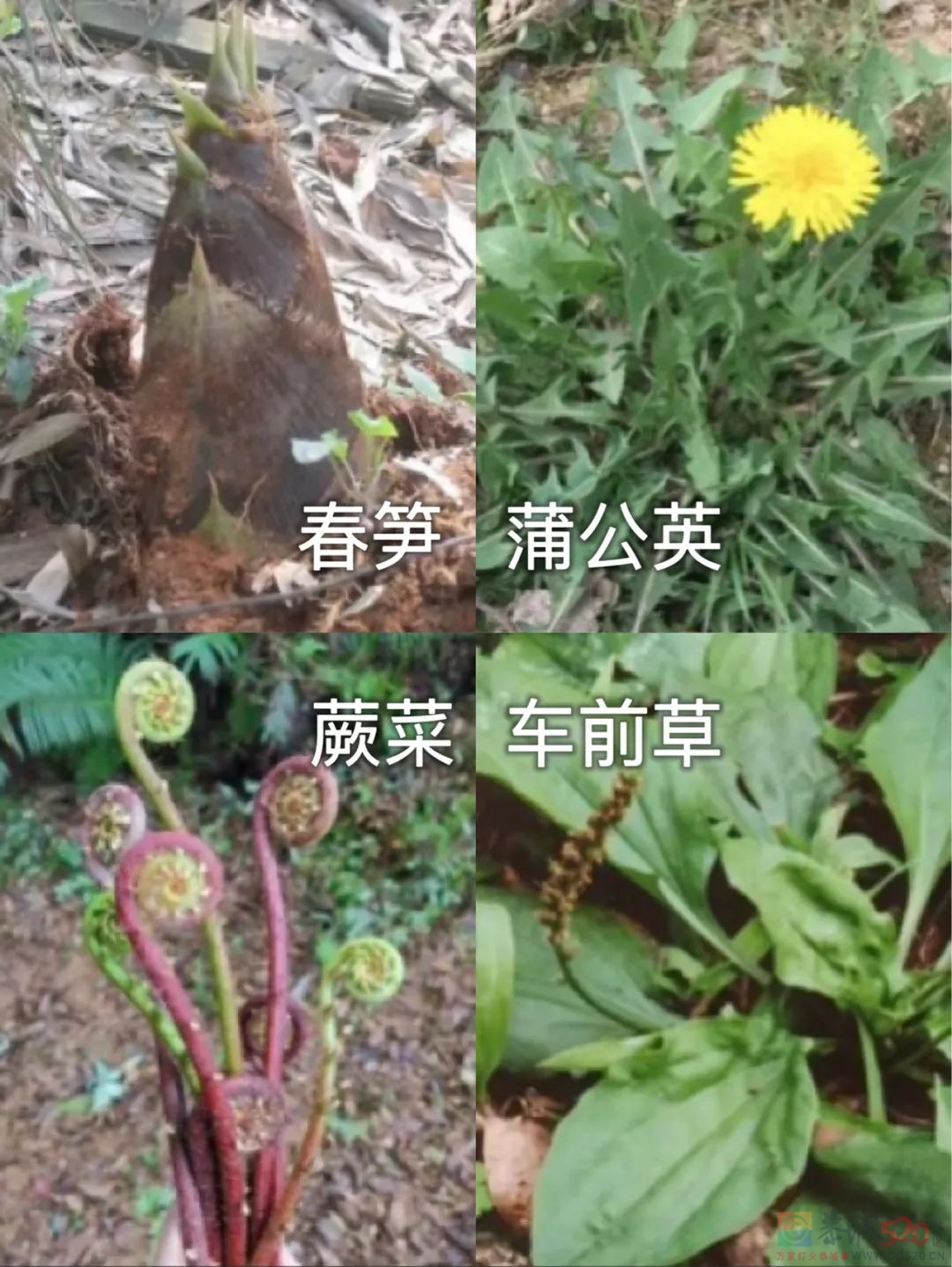 4分烂剧女主，突然火成了“劝退恋爱脑”大师546 / 作者:该做的事情 / 帖子ID:300523