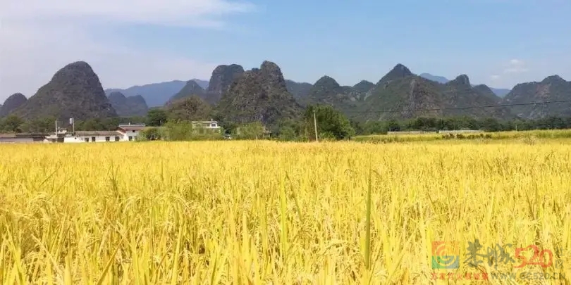 秋意渐浓！你觉得恭城的哪里秋景最美？互相推荐下！559 / 作者:论坛小编01 / 帖子ID:300716