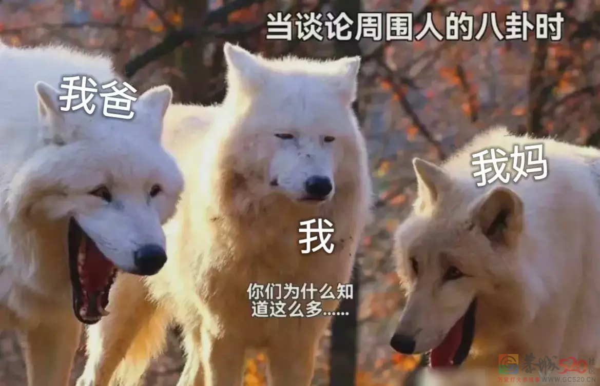 租房越破，偷听来的邻居八卦越劲爆875 / 作者:儿时的回忆 / 帖子ID:301449