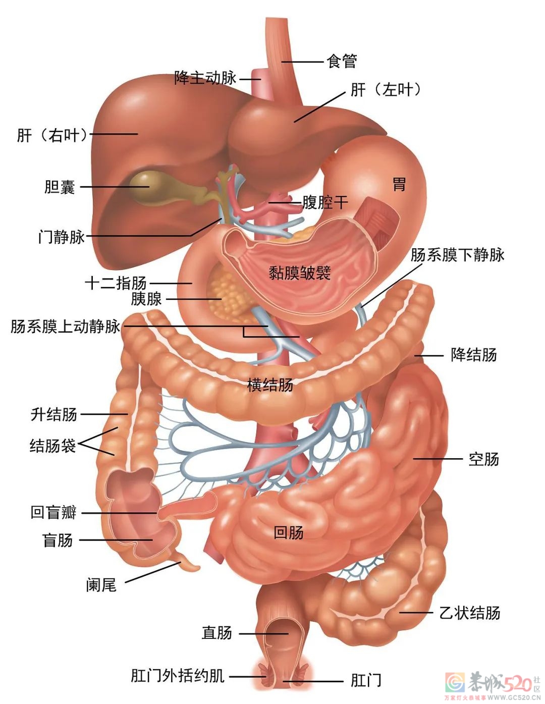 肚子越「软」生病越少？肛肠科医生尤其赞同527 / 作者:健康小天使 / 帖子ID:301516