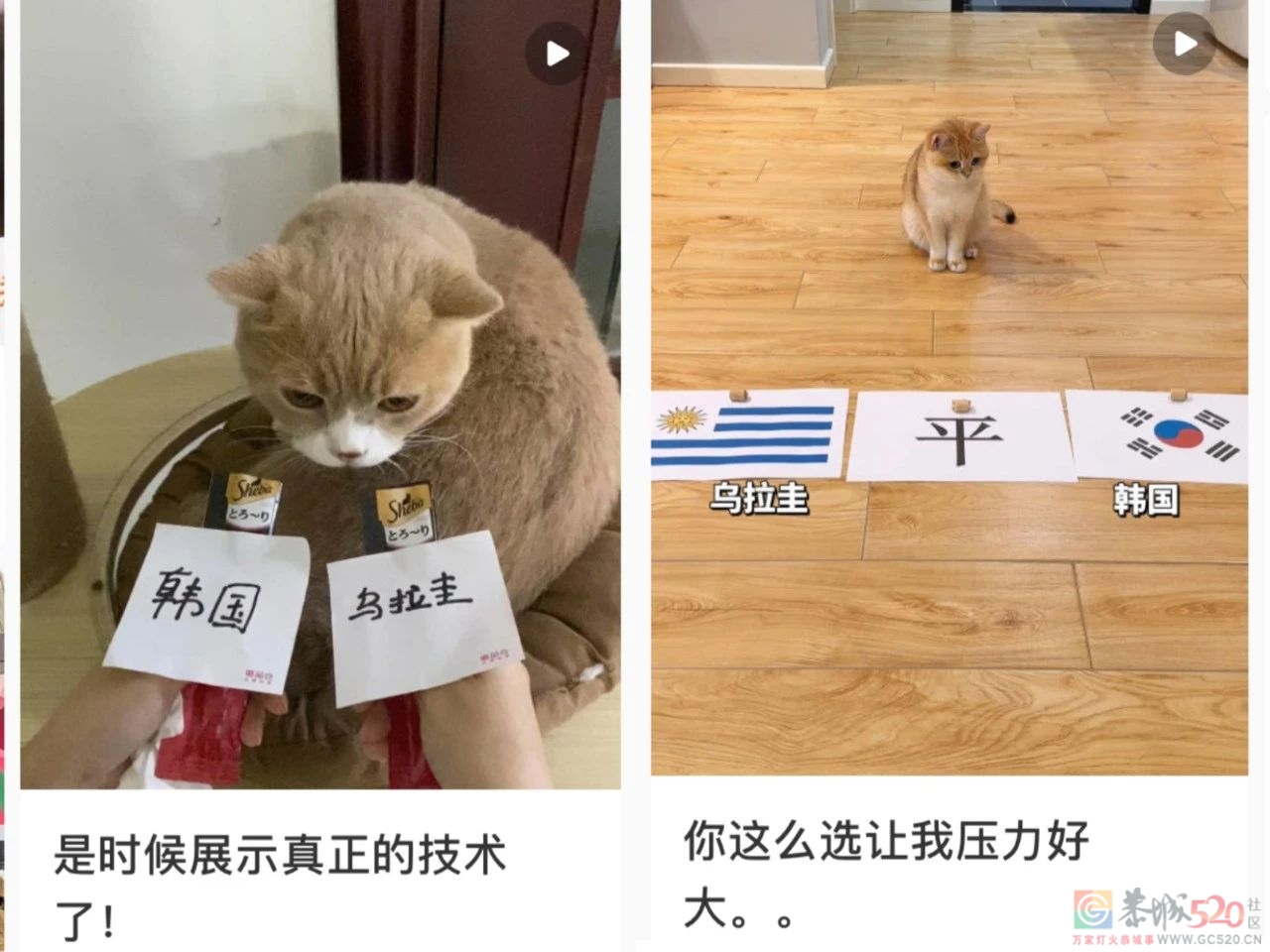 为世界杯押5块钱，就能让每个群聊血雨腥风530 / 作者:儿时的回忆 / 帖子ID:301852