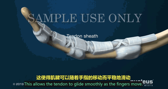 能逃过腱鞘炎的年轻人，已经不多了354 / 作者:儿时的回忆 / 帖子ID:302000