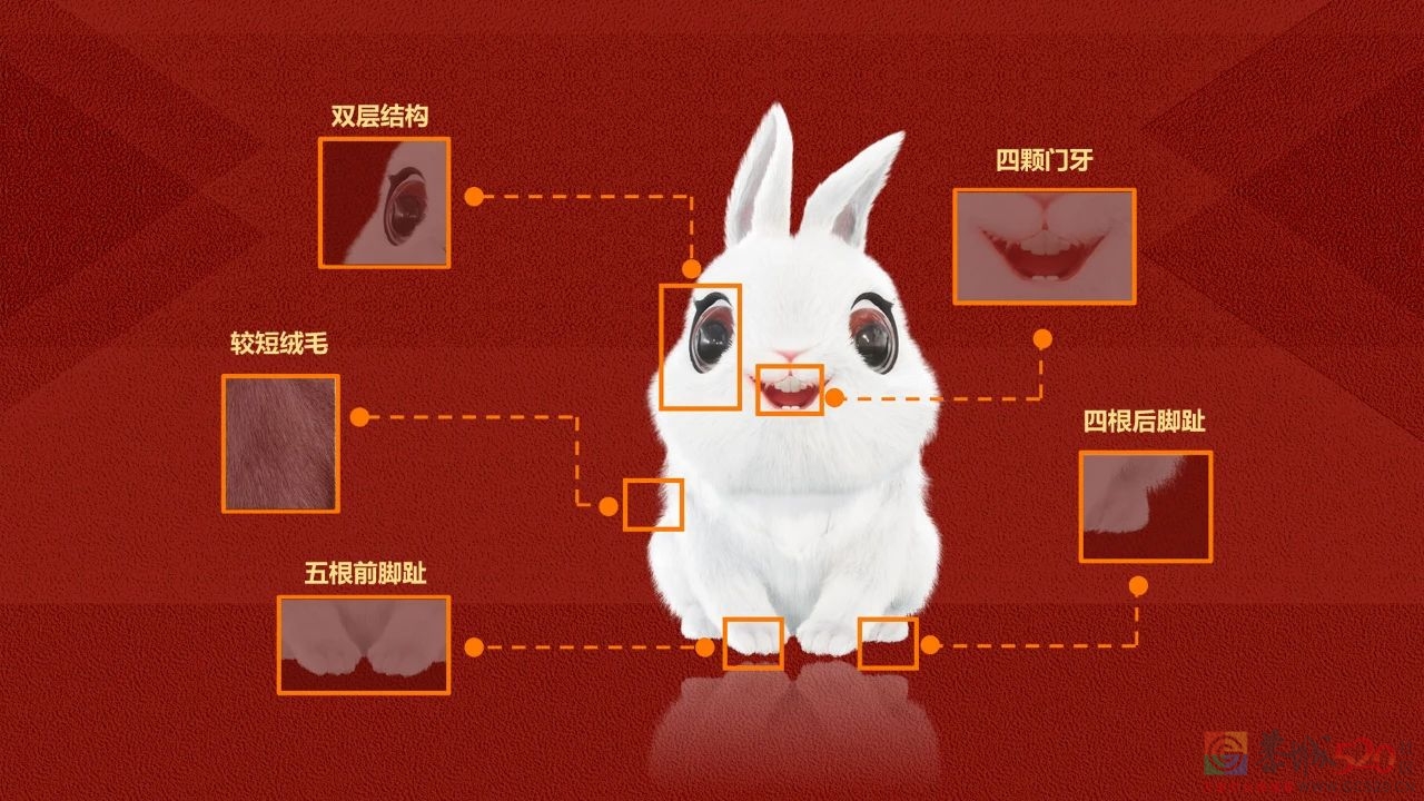 兔年春晚标识和吉祥物官宣！281 / 作者:登山涉水 / 帖子ID:302639