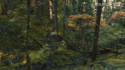 云南这次被挤爆，刘亦菲全责158 / 作者:儿时的回忆 / 帖子ID:303610