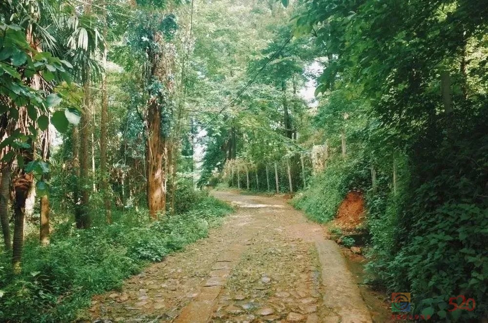 刘亦菲带火的云南小镇，后来怎么样了307 / 作者:儿时的回忆 / 帖子ID:303713