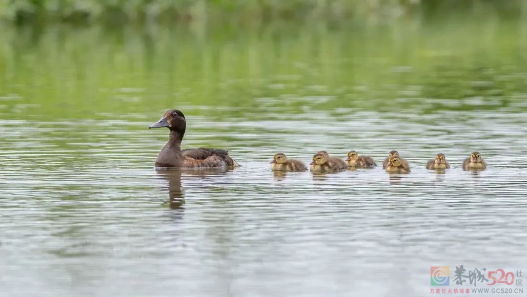 新增18处！快来看看是否有你家乡？410 / 作者:登山涉水 / 帖子ID:303897