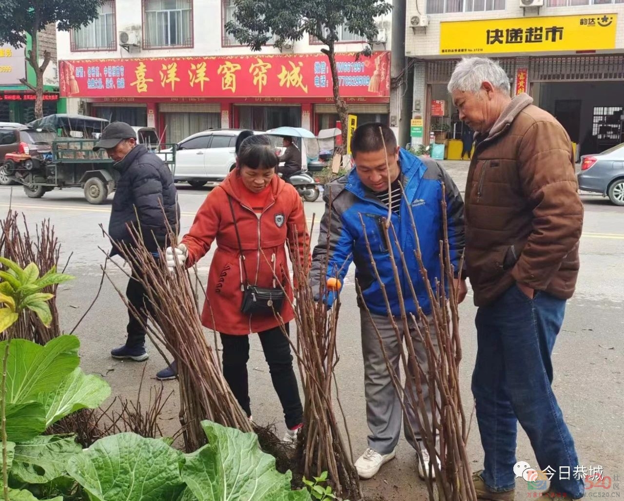 春暖备耕忙 苗木市场销售旺175 / 作者:论坛小编01 / 帖子ID:303966