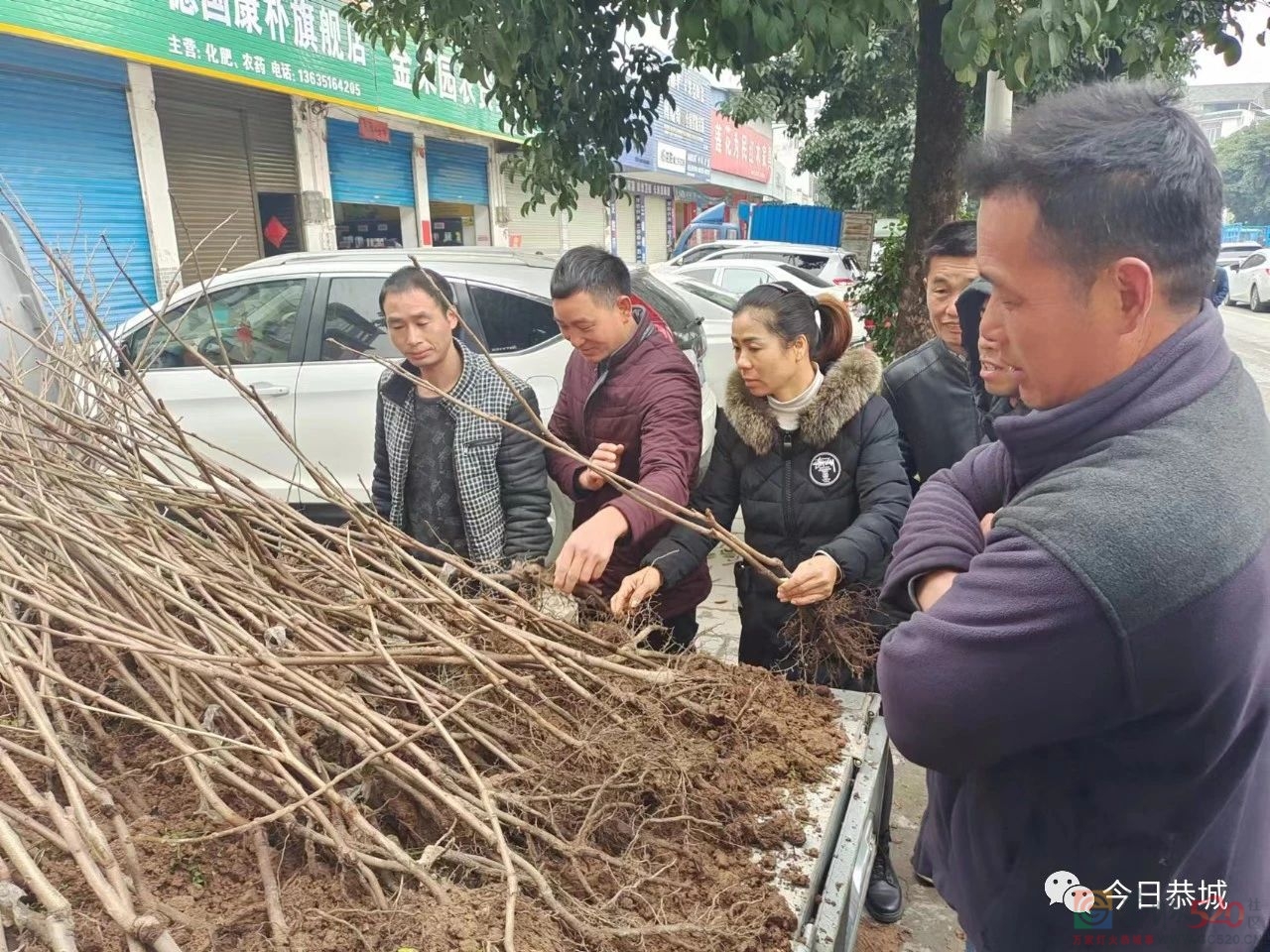 春暖备耕忙 苗木市场销售旺647 / 作者:论坛小编01 / 帖子ID:303966