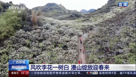 美如画！央视直播聚焦恭城西岭“花海”371 / 作者:论坛小编01 / 帖子ID:304120