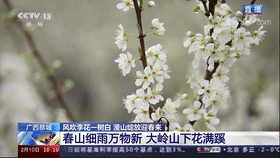 美如画！央视直播聚焦恭城西岭“花海”926 / 作者:论坛小编01 / 帖子ID:304120