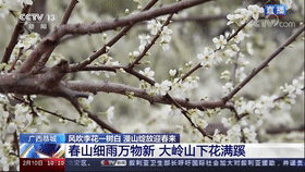 美如画！央视直播聚焦恭城西岭“花海”124 / 作者:论坛小编01 / 帖子ID:304120