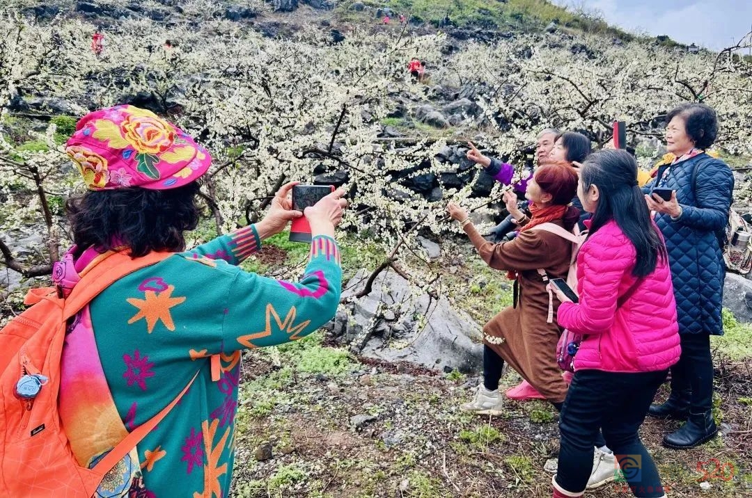 美如画！央视直播聚焦恭城西岭“花海”837 / 作者:论坛小编01 / 帖子ID:304120