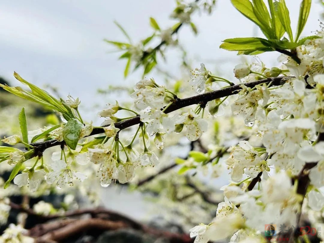 美如画！央视直播聚焦恭城西岭“花海”653 / 作者:论坛小编01 / 帖子ID:304120